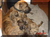 Roxy's litter - Light & Dark Brindle Great Dane Puppies